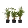 Plant in a Box Bamboe - Set van 3 - Fargesia rufa - Hoogte 25-40cm - ⌀13cm New