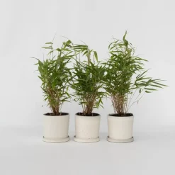 Plant in a Box Bamboe - Set van 3 - Fargesia rufa - Hoogte 25-40cm - ⌀13cm New
