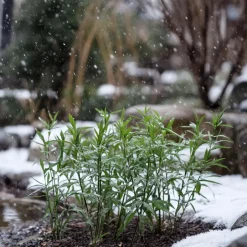 Plant in a Box Bamboe - Set van 3 - Fargesia rufa - Hoogte 25-40cm - ⌀13cm New