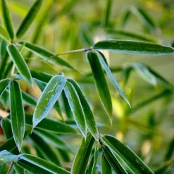 Plant in a Box Bamboe - Set van 3 - Fargesia rufa - Hoogte 25-40cm - ⌀13cm New