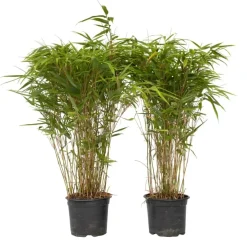 Plant in a Box Bamboe - Set van 2 - Fargesia nitida 'Gansu' - Hoogte 50-70cm - ⌀17cm Discount
