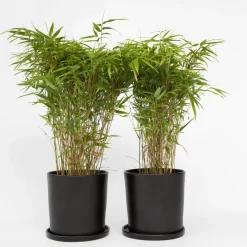Plant in a Box Bamboe - Set van 2 - Fargesia nitida 'Gansu' - Hoogte 50-70cm - ⌀17cm Discount