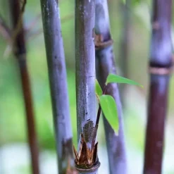 Plant in a Box Bamboe - Set van 2 - Fargesia nitida 'Gansu' - Hoogte 50-70cm - ⌀17cm Discount