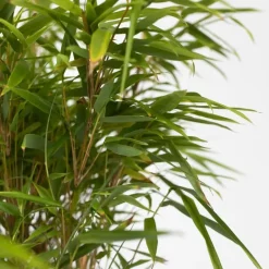 Plant in a Box Bamboe - Set van 2 - Fargesia nitida 'Gansu' - Hoogte 50-70cm - ⌀17cm Discount