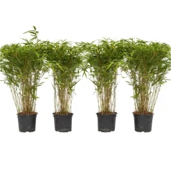 Plant in a Box Bamboe - Set van 4 - Fargesia nitida 'Gansu' - Hoogte 50-70cm - ⌀17cm Hot