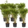 Plant in a Box Bamboe - Set van 6 - Fargesia nitida 'Gansu' - Hoogte 50-70cm - ⌀17cm Sale