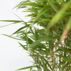 Plant in a Box Bamboe - Set van 6 - Fargesia nitida 'Gansu' - Hoogte 50-70cm - ⌀17cm Sale