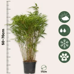 Plant in a Box Bamboe - Set van 6 - Fargesia nitida 'Gansu' - Hoogte 50-70cm - ⌀17cm Sale