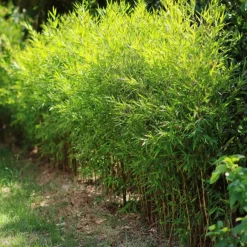 Plant in a Box Bamboe - Set van 6 - Fargesia nitida 'Gansu' - Hoogte 50-70cm - ⌀17cm Sale