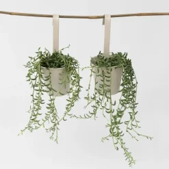 Plant in a Box Bananenketting - Set van 2 - Senecio radicans - Hoogte 10-20cm - ⌀12cm Sale