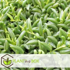 Plant in a Box Bananenketting - Set van 2 - Senecio radicans - Hoogte 10-20cm - ⌀12cm Sale