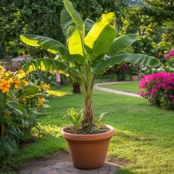 Plant in a Box Bananenplant - Musa basjoo - Hoogte 55-70cm - ⌀21cm Discount