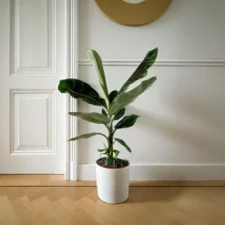 Plant in a Box Bananenplant - Musa 'Dwarf Cavendish' - Hoogte 90-100cm - ⌀21cm Hot