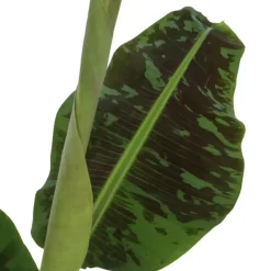 Plant in a Box Bananenplant - Musa 'Dwarf Cavendish' - Hoogte 90-100cm - ⌀21cm Hot