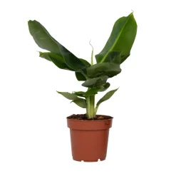 Plant in a Box Bananenplant - Musa 'Oriental Dwarf' - Hoogte 25-40cm - ⌀12cm
