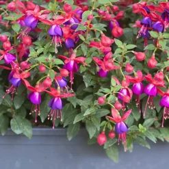 Plant in a Box Bellenplant - Set van 3 - Fuchsia magellanica - Hoogte 10-20cm - ⌀9cm Outlet