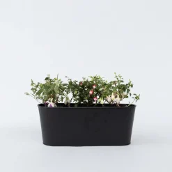 Plant in a Box Bellenplant - Set van 6 - Fuchsia magellanica - Hoogte 10-20cm - ⌀9cm Online