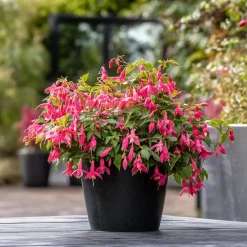 Plant in a Box Bellenplant - Set van 6 - Fuchsia magellanica - Hoogte 10-20cm - ⌀9cm Online