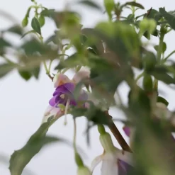 Plant in a Box Bellenplant - Set van 6 - Fuchsia magellanica - Hoogte 10-20cm - ⌀9cm Online