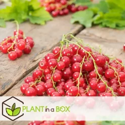 Plant in a Box Bessenplanten - Set van 4 - Rubus Rubrum Uva Fructosus - Hoogte 25-40cm - ⌀9cm New