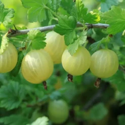 Plant in a Box Bessenplanten - Set van 4 - Rubus Rubrum Uva Fructosus - Hoogte 25-40cm - ⌀9cm New