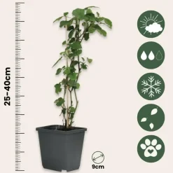 Plant in a Box Bessenplanten - Set van 4 - Rubus Rubrum Uva Fructosus - Hoogte 25-40cm - ⌀9cm New