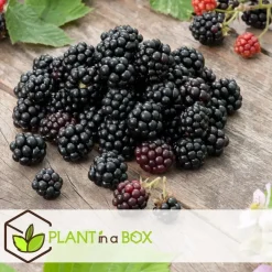 Plant in a Box Bessenplanten - Set van 4 - Rubus Rubrum Uva Fructosus - Hoogte 25-40cm - ⌀9cm New