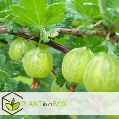 Plant in a Box Bessenplanten - Set van 4 - Rubus Rubrum Uva Fructosus - Hoogte 25-40cm - ⌀9cm New