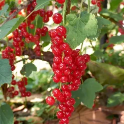 Plant in a Box Bessenplanten - Set van 4 - Rubus Rubrum Uva Fructosus - Hoogte 25-40cm - ⌀9cm New