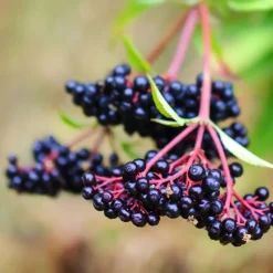 Plant in a Box Bessenplanten - Set van 4 - Rubus Rubrum Uva Fructosus - Hoogte 25-40cm - ⌀9cm New