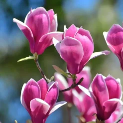 Plant in a Box Beverboom - Set van 3 - Magnolia 'Susan' - Hoogte 25-40cm - ⌀9cm Clearance