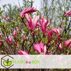Plant in a Box Beverboom - Set van 3 - Magnolia 'Susan' - Hoogte 25-40cm - ⌀9cm Clearance