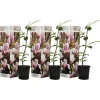 Plant in a Box Beverboom - Set van 3 - Magnolia 'Soulangea' - Hoogte 25-40cm - ⌀9cm Clearance