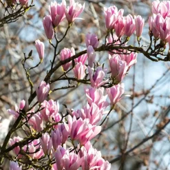 Plant in a Box Beverboom - Set van 3 - Magnolia 'Soulangea' - Hoogte 25-40cm - ⌀9cm Clearance