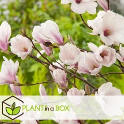 Plant in a Box Beverboom - Set van 3 - Magnolia 'Soulangea' - Hoogte 25-40cm - ⌀9cm Clearance