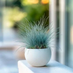 Plant in a Box Blauw schapegras - Set van 18 - Festuca 'Elijah Blue' - Hoogte 10-15cm - ⌀9cm Best