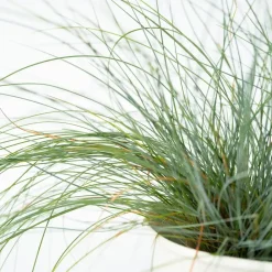 Plant in a Box Blauw schapegras - Set van 18 - Festuca 'Elijah Blue' - Hoogte 10-15cm - ⌀9cm Best