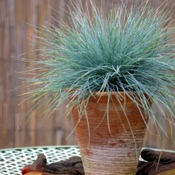 Plant in a Box Blauw schapegras - Set van 18 - Festuca 'Elijah Blue' - Hoogte 10-15cm - ⌀9cm Best