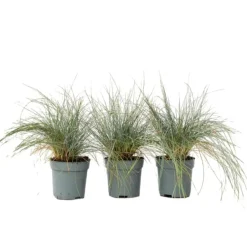 Plant in a Box Blauw schapegras - Set van 3 - Festuca 'Elijah Blue' - Hoogte 10-15cm - ⌀9cm Outlet