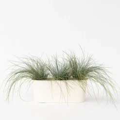 Plant in a Box Blauw schapegras - Set van 3 - Festuca 'Elijah Blue' - Hoogte 10-15cm - ⌀9cm Outlet