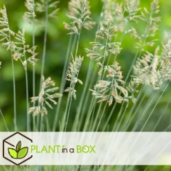 Plant in a Box Blauw schapegras - Set van 3 - Festuca 'Elijah Blue' - Hoogte 10-15cm - ⌀9cm Outlet