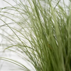 Plant in a Box Blauw schapegras - Set van 3 - Festuca 'Elijah Blue' - Hoogte 10-15cm - ⌀9cm Outlet