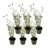 Plant in a Box Blauwe bamboe - Set van 6 - Fargesia 'Blue Dragon' - Hoogte 30-40cm - ⌀13cm New