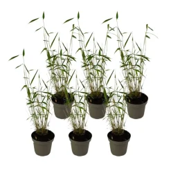Plant in a Box Blauwe bamboe - Set van 6 - Fargesia 'Blue Dragon' - Hoogte 30-40cm - ⌀13cm New