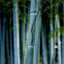 Plant in a Box Blauwe bamboe - Set van 6 - Fargesia 'Blue Dragon' - Hoogte 30-40cm - ⌀13cm New