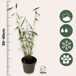 Plant in a Box Blauwe bamboe - Set van 6 - Fargesia 'Blue Dragon' - Hoogte 30-40cm - ⌀13cm New