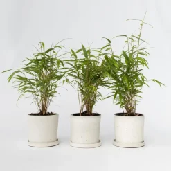 Plant in a Box Blauwe bamboe - Set van 6 - Fargesia papyrifera 'Grex' - Hoogte 30-40cm - ⌀13cm Sale