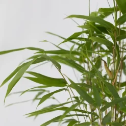 Plant in a Box Blauwe bamboe - Set van 6 - Fargesia papyrifera 'Grex' - Hoogte 30-40cm - ⌀13cm Sale