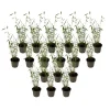Plant in a Box Blauwe bamboe - Set van 18 - Fargesia 'Blue Dragon' - Hoogte 30-40cm - ⌀13cm Discount