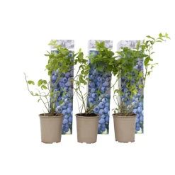 Plant in a Box Blauwe bessen - Set van 6 - Vaccinium 'Sunshine Blue' - Hoogte 25-40cm - ⌀9cm Hot